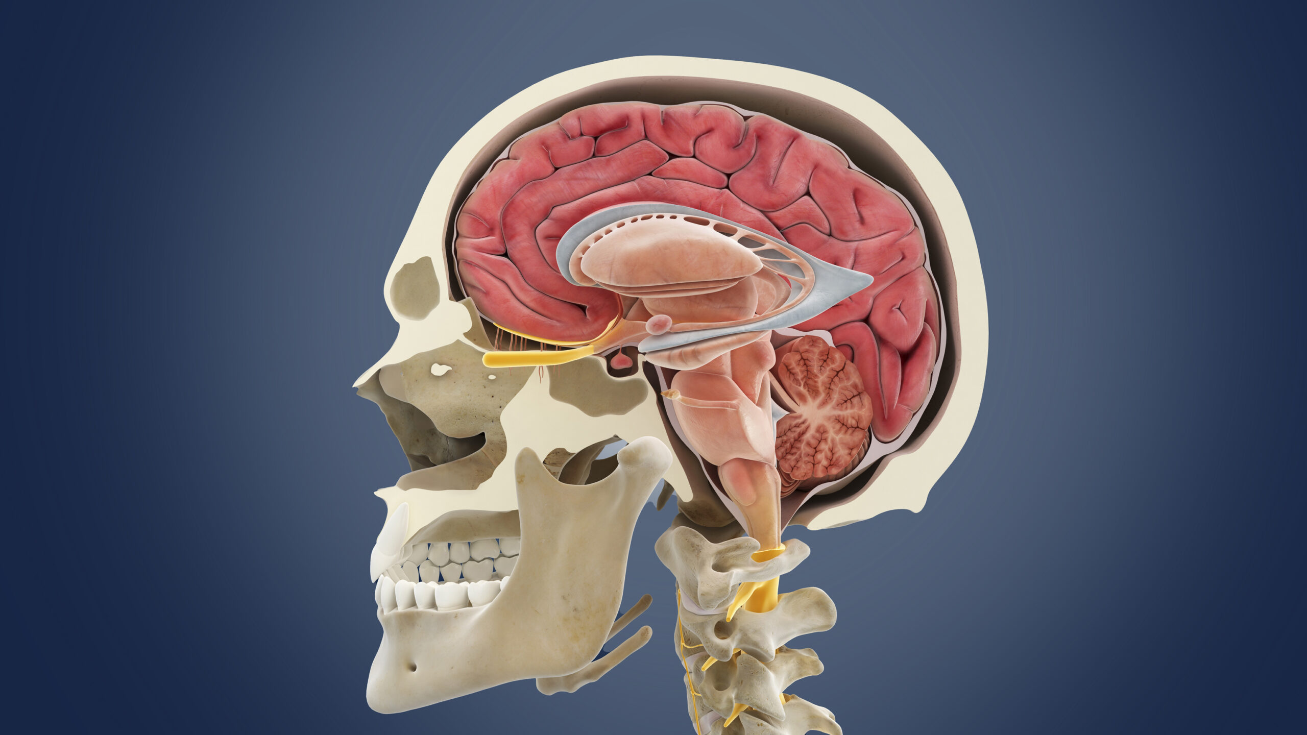 Image: Brain anatomy shown to help explain psychopharmacology.